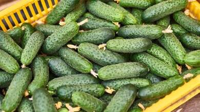 Ogórek odmiana Madmax F1, fot. Seminis