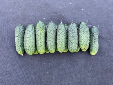 Ogórek odmiana Passion F1, fot. PNOS