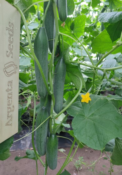 Ogórek odmiana Rana F1, fot. Argenta Seeds