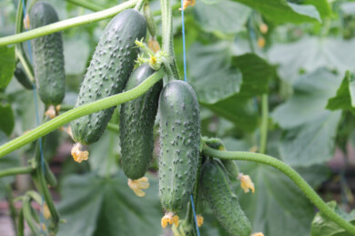 Ogórek odmiana Spear F1, fot. Syngenta