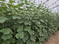 Ogórki brodawkowe w tunelu foliowym, fot. PB