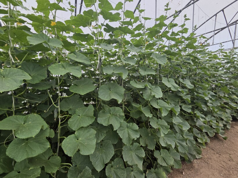 Ogórki brodawkowe w tunelu foliowym, fot. PB