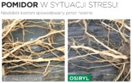 Działanie biostymulatora Osiryl na rozwój korzeni pomidora