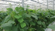 Produkcja ogórków gładkich w szklarni, fot. PB