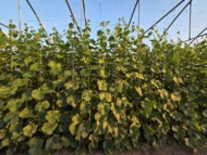 Produkcja ogórków brodawkowych w wysokim tunelu foliowym, fot. PB