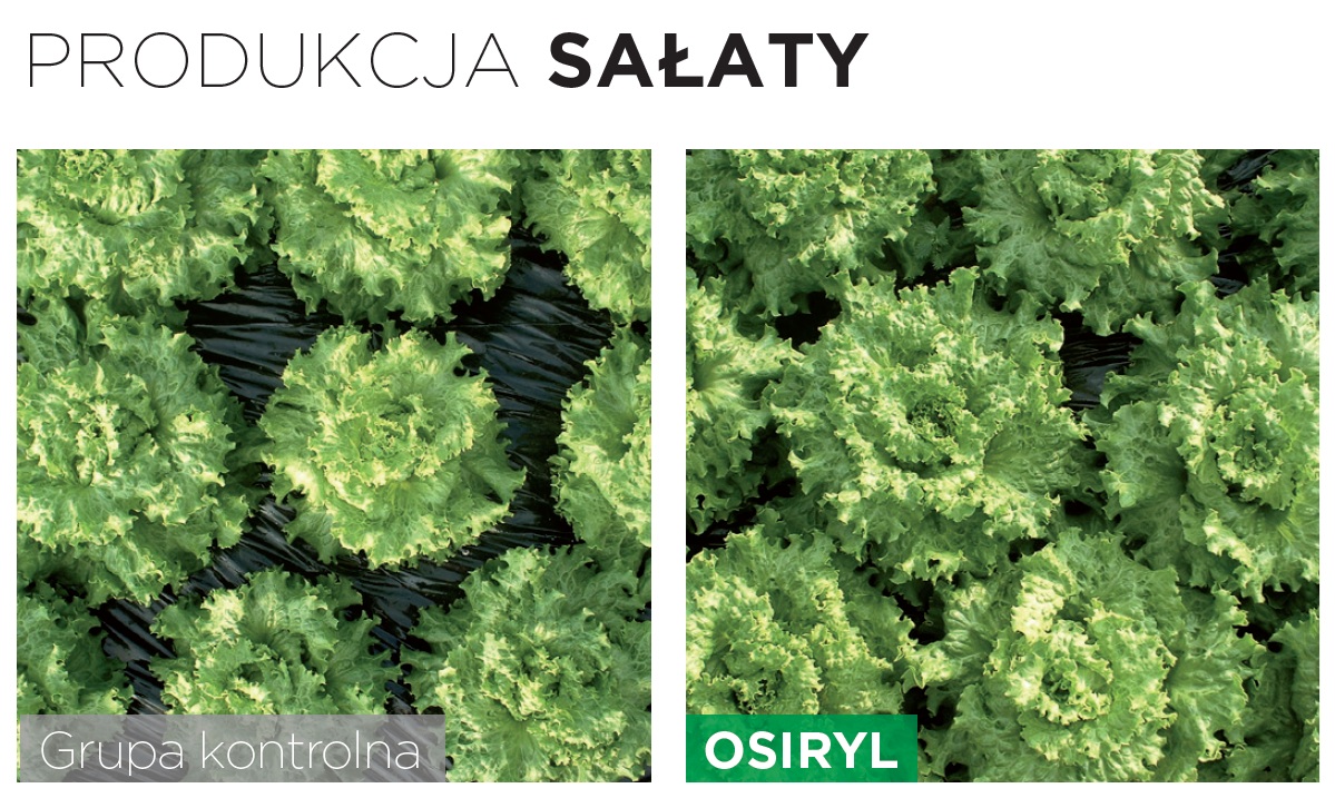 Wpływ działania biostymulatora Osiryl na rozwój sałaty