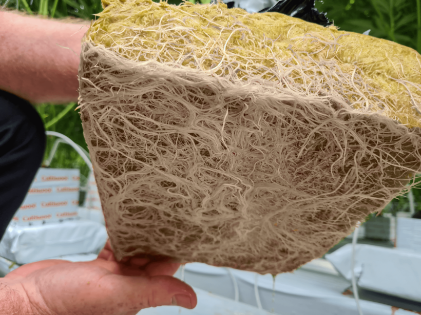 Kostka rozsadowa Cultiwool (fot. Cultiwool)
