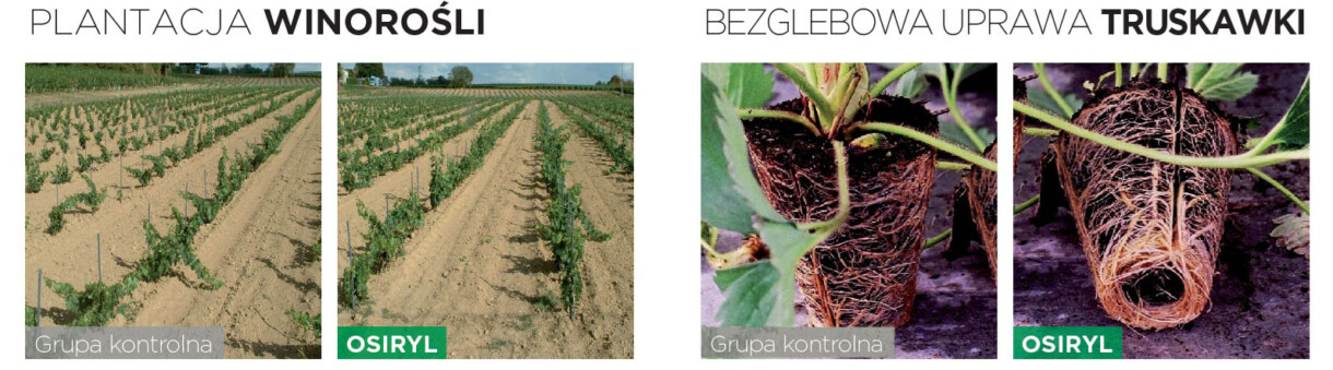 Działanie biostymulatora Osiryl na rozwój winorośli oraz truskawek