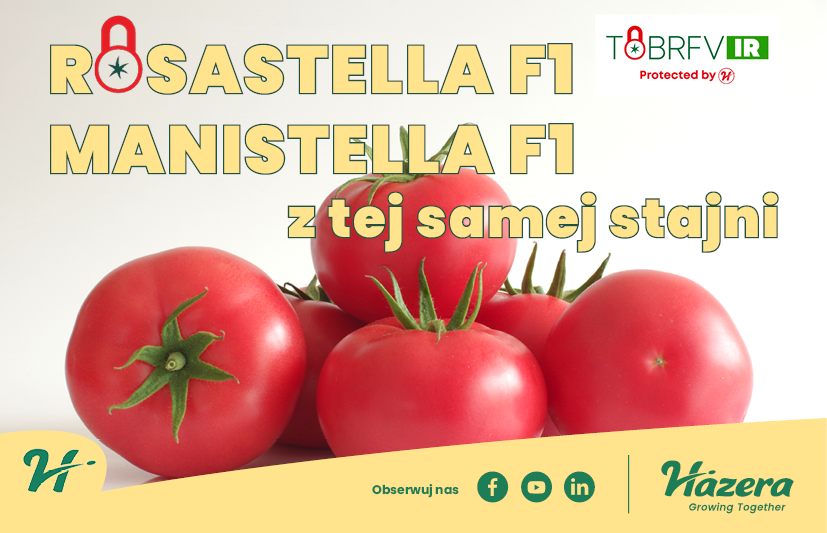 Banner Hazera 2026_baner_podoslonami_pomidor ROSASTELLA I MANISTELLA_620X400_artykuł