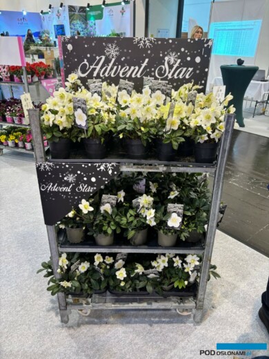 (fot. M. Federowicz)