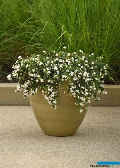 Bacopa (Sutera cordata) Galactic Mist (fot. Fleuroselect)