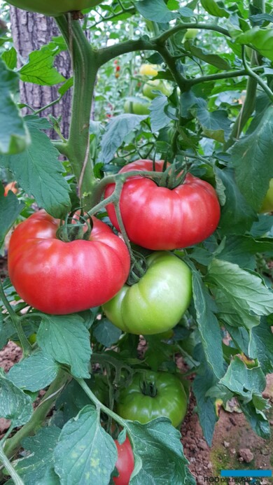 Bufallopink. Jest to wczesna odmiana pomidora malinowego, zaliczana do typu Marmande