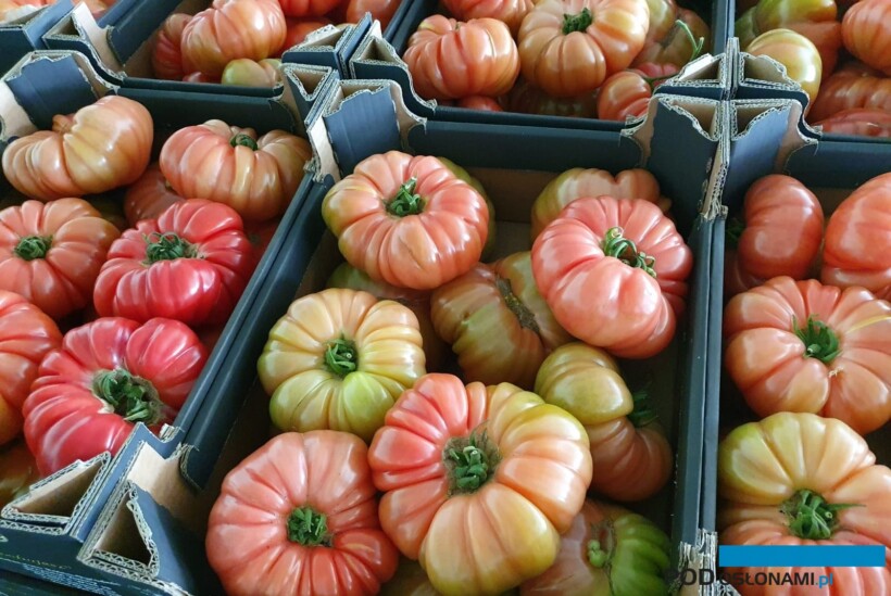 Pomidor odmiany Buffalopink (fot. Hazera)