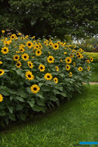 Heliantus Always Sunny Gold (fot. Fleuroselect)