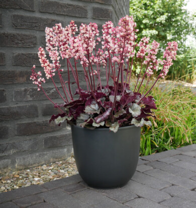 Żurawka krwista (Heuchera sanguinea) Heucherette Pink