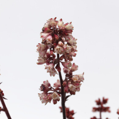 Żurawka krwista (Heuchera sanguinea) Heucherette Pink
