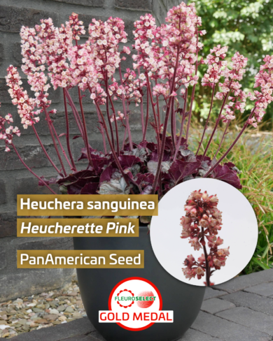 Żurawka krwista (Heuchera sanguinea) Heucherette Pink