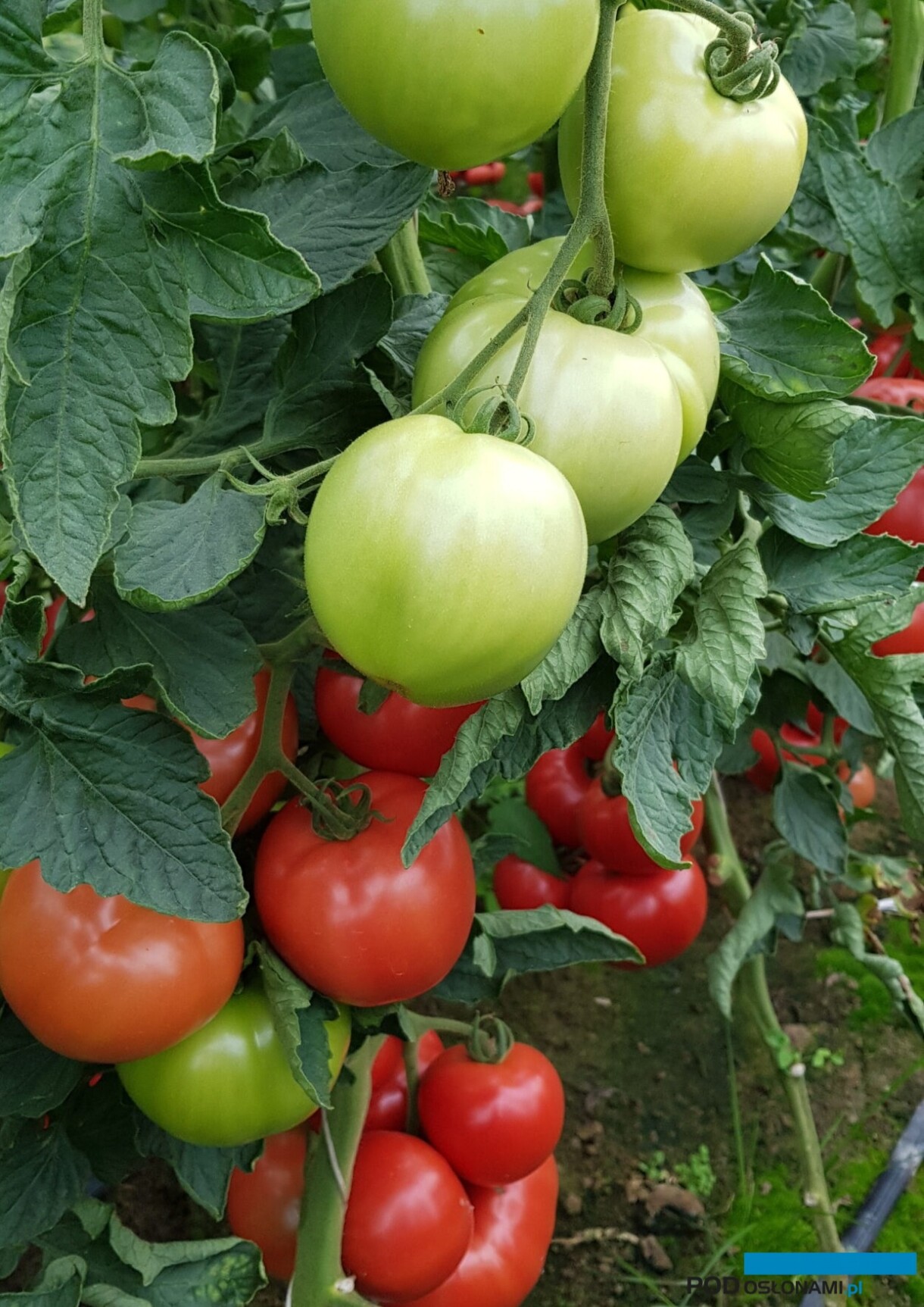 Pomidor malinowy HoneyLili F1 (fot. Hazera)