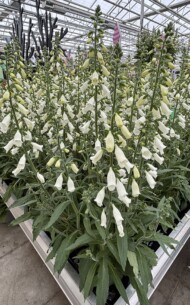 Digitalis Hanabee White(fot. AC)