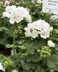 Pelargonium TwoIn One White (fot. AC)