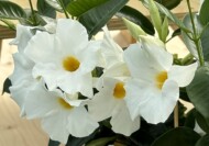 Mandevilla hybrida Rio WhiteImp_(fot. AC)