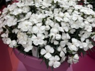 Dianthus Romee Beauty (fot. AC)