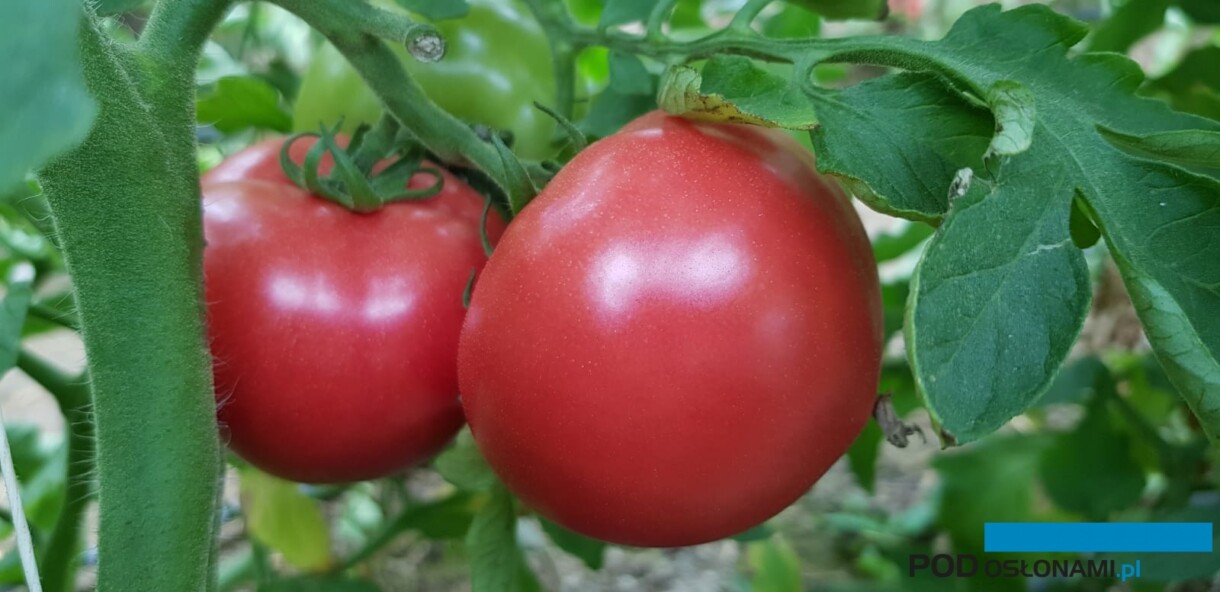 Pomidor malinowy Loara (fot. Hazera)