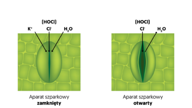 aparaty szparkowe zamknięte i otwarte