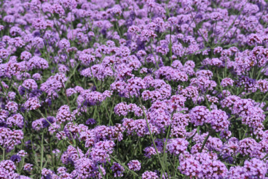 Werbena patagońska (Verbena bonariensis) Flair