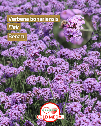 Werbena patagońska (Verbena bonariensis) Flair (fot. Fleuroselect)