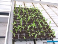 Wyetiolowana rozsada sałaty kruchej praktycznie nie nadająca się do sadzenia (fot. A. Stępowska)