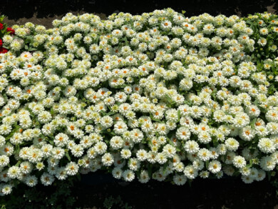 Cynia (Zinnia profusion) Double White imp. (fot. Fleuroselect)