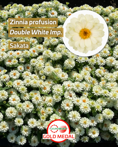 Cynia (Zinnia profusion) Double White imp. (fot. Fleuroselect)