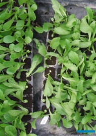 Światło warunkuje prawidłowy wzrost siewek sałaty. P - optymalna ilośc światła, L- zbyt niska intensywność światła (fot. A. Stępowska)