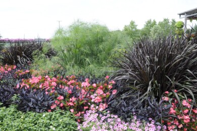 Pennisetum Vertigo® na rabacie wielogatunkowej (fot. Plantpol)