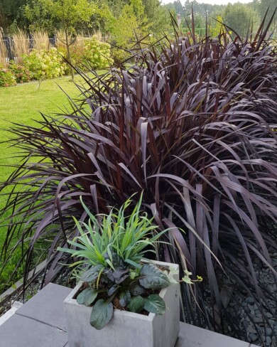 Pennisetum Vertigo® (fot. Plantpol)