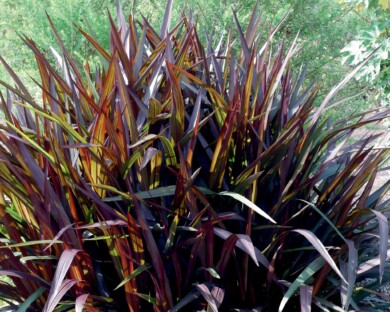 Pennisetum Vertigo® (fot. Plantpol)