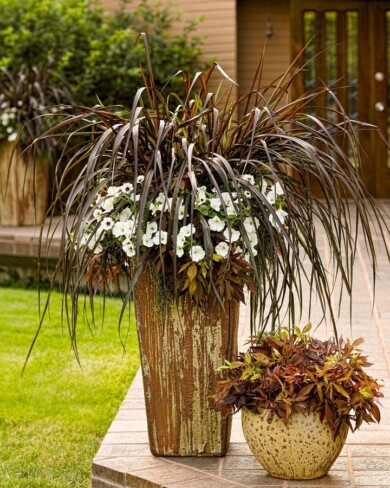 Pennisetum Vertigo® (fot. Plantpol)