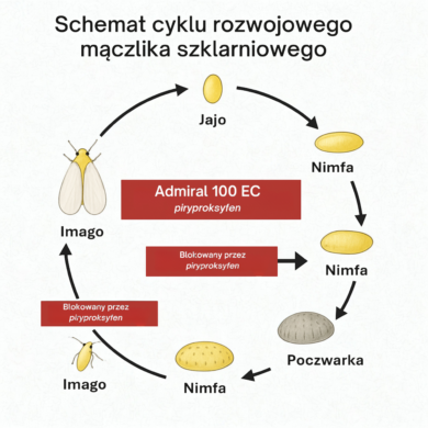 Obraz zawiera schemat cyklu rozwojowego mączlika szklarniowego – działanie piryproksyfenu w Admiral 100 EC
