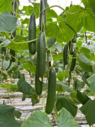 Ogórek Sultanit F1, fot. Enza Zaden