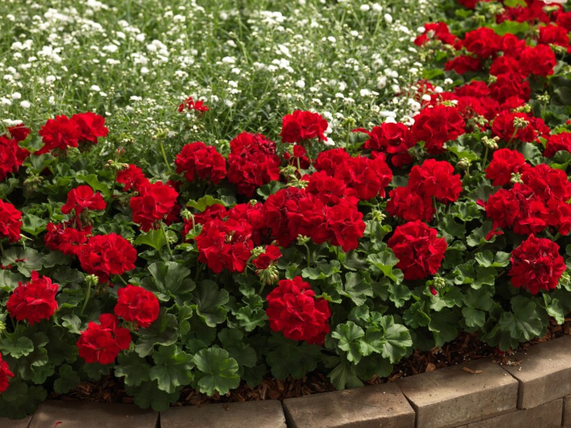 Pelargonia Calliope L Dark Red, fot. Syngenta Flowers