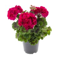 Pelargonia Mojo Violet, fot. Syngenta Flowers