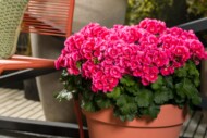 Pelargonia Pretty Little Pink Splash, fot. Syngenta Flowers