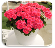 Pelargonia Pretty Little, fot. Syngenta Flowers