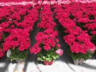 Pelargonia Pretty Little - produkcja w skrzynkach balkonowych, fot. Syngenta Flowers