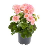 Pelargonia Rosebud Astrid, fot. Syngenta Flowers