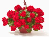 Pelargonie Calliope L Dark Red, fot. Syngenta Flowers