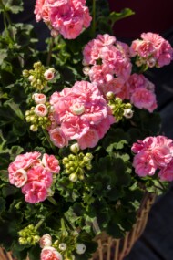 Pelargonie Rosebud Astrid, fot. Syngenta Flowers