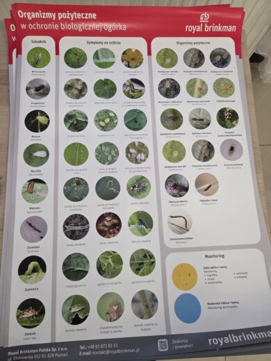 Plakat przedstawiający strategię ochrony biologicznej ogórka, fot. PB