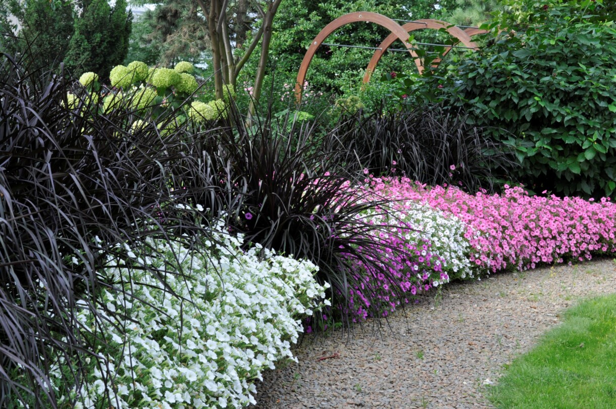 Supertunia Vista na rabacie z Pennisetum Vertigo® (fot. Plantpol)